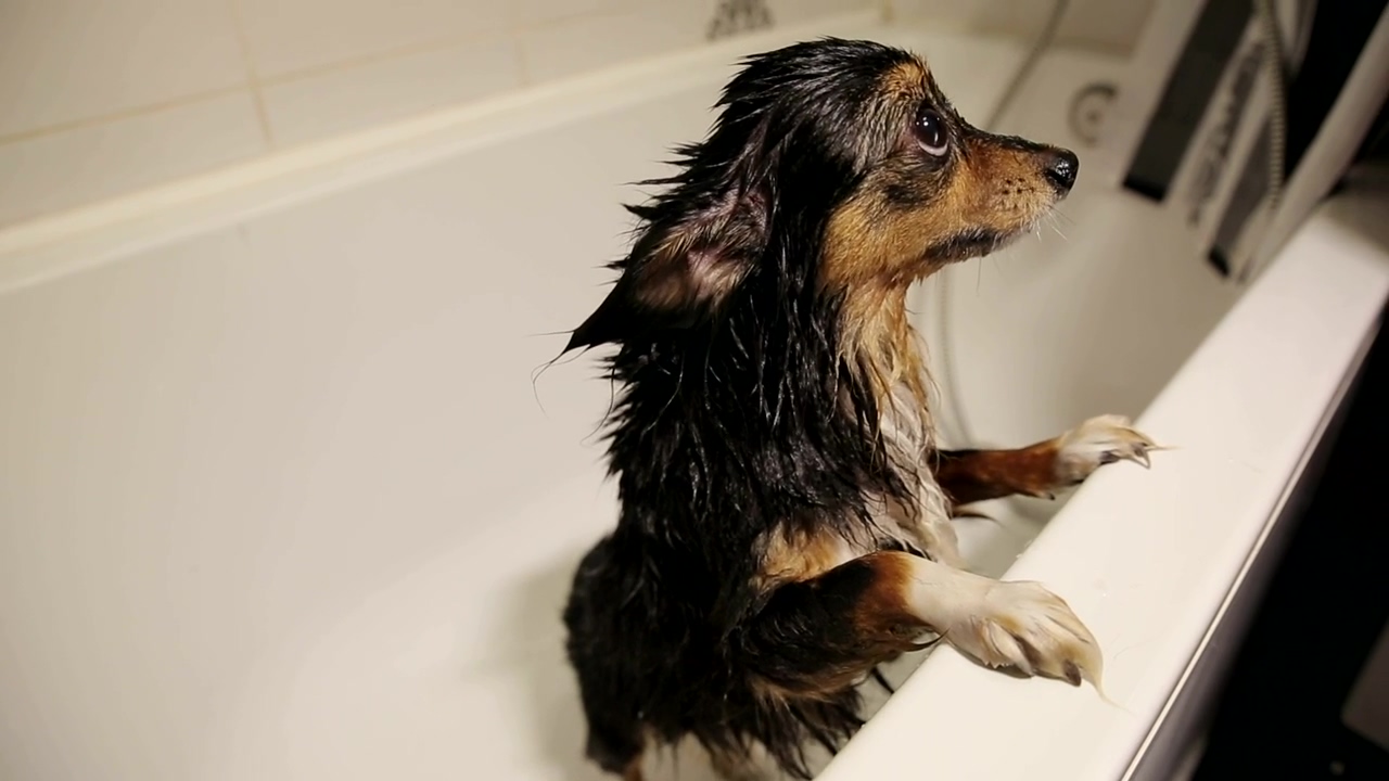 Cute wet dog in the bathtub after a bath, dog, pet, bathroom, wet, bath, and wash