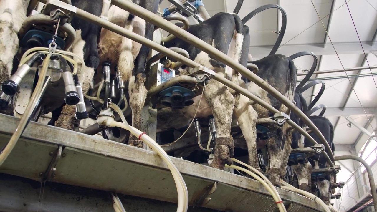 Dairy cows being milked in a rotary milking parlor #milk #cow #animal farm #cow milk