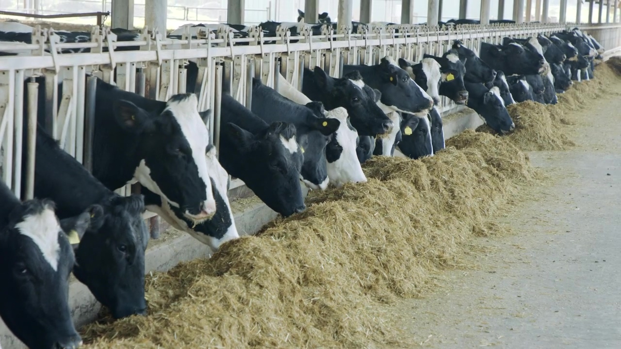 Dairy cows eating at a farm, milk, cow, animal farm, and cow milk