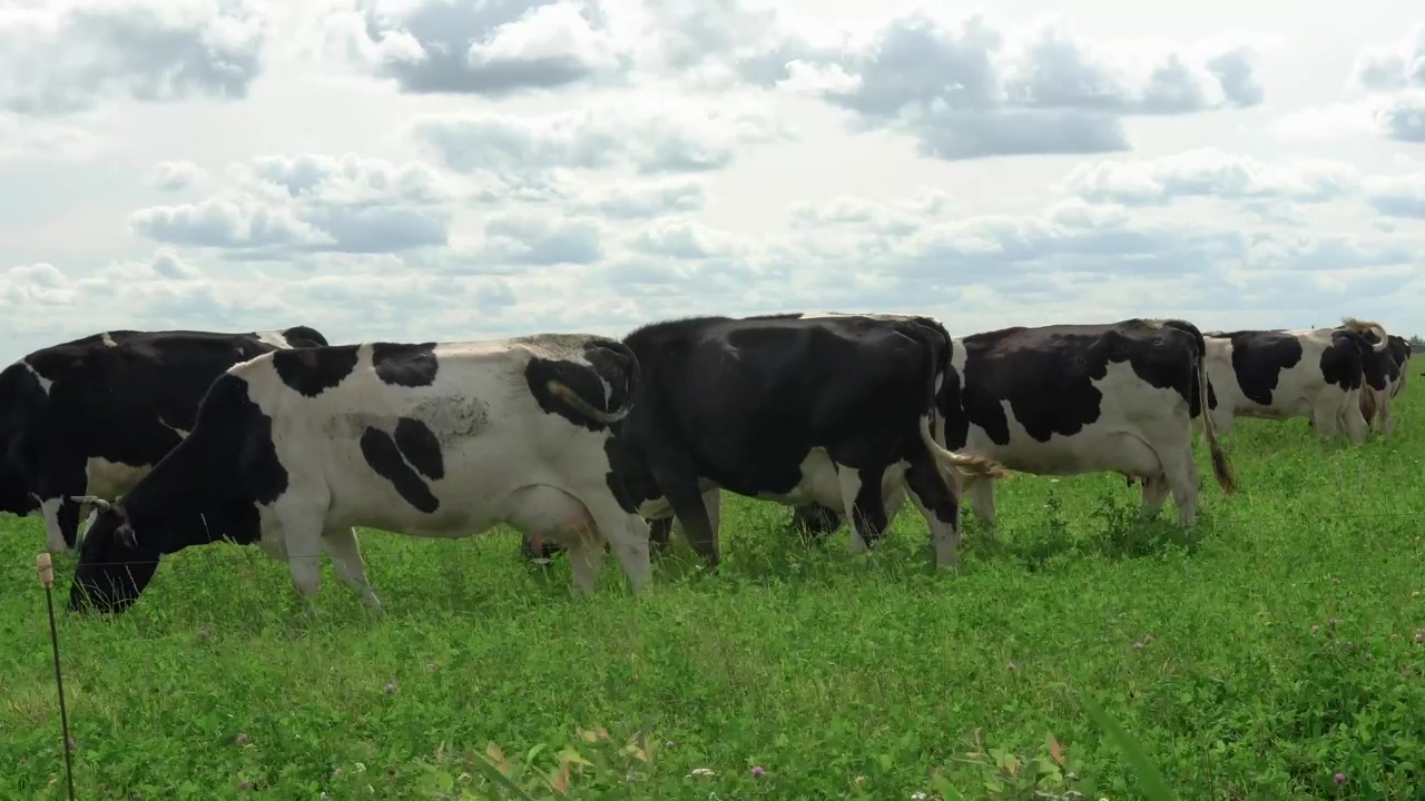 Dairy cows grazing on a grassy field on a farm, field, grass, farm, cow, farming, farm animals, and cow milk