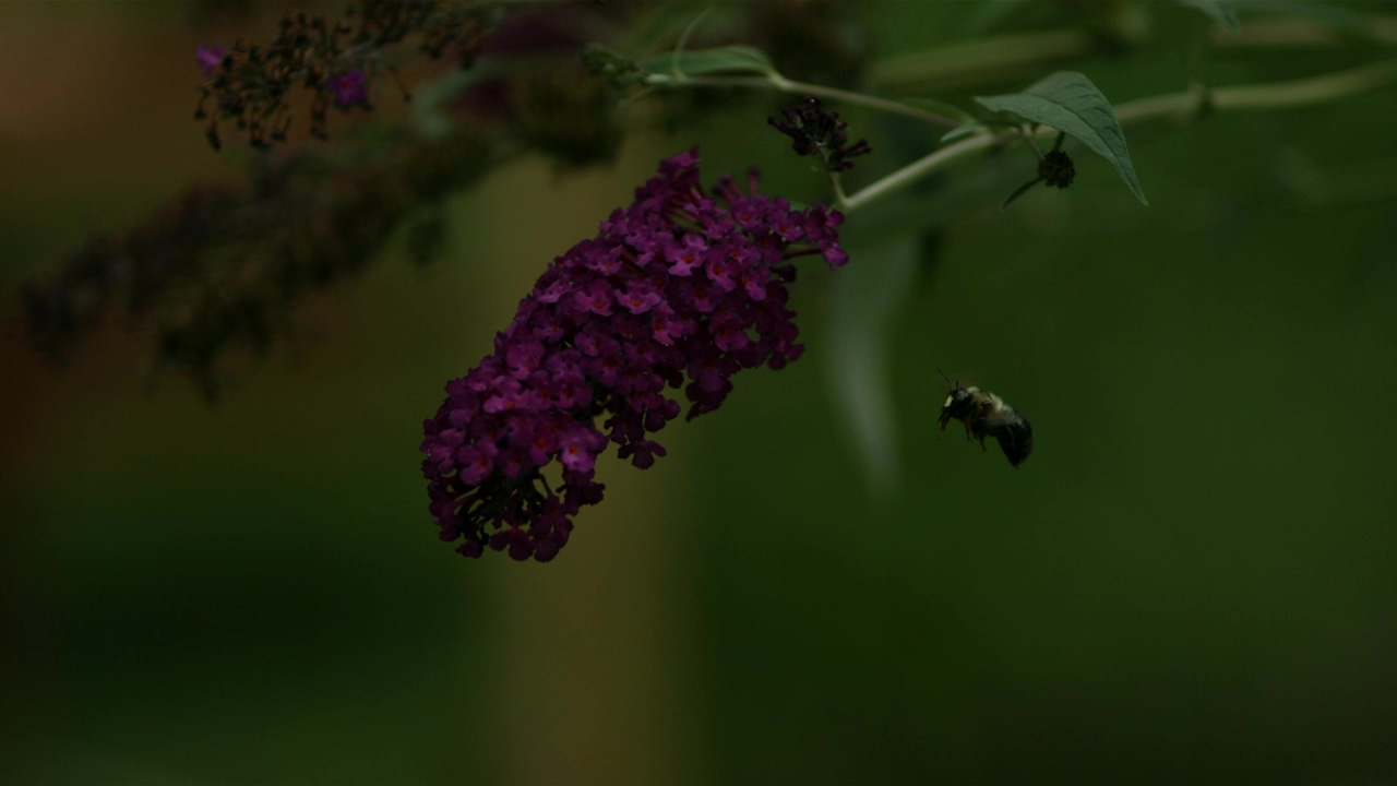 Dark footage of a bee in slow motion, nature, flower, insect, bee, bugs, and wasp