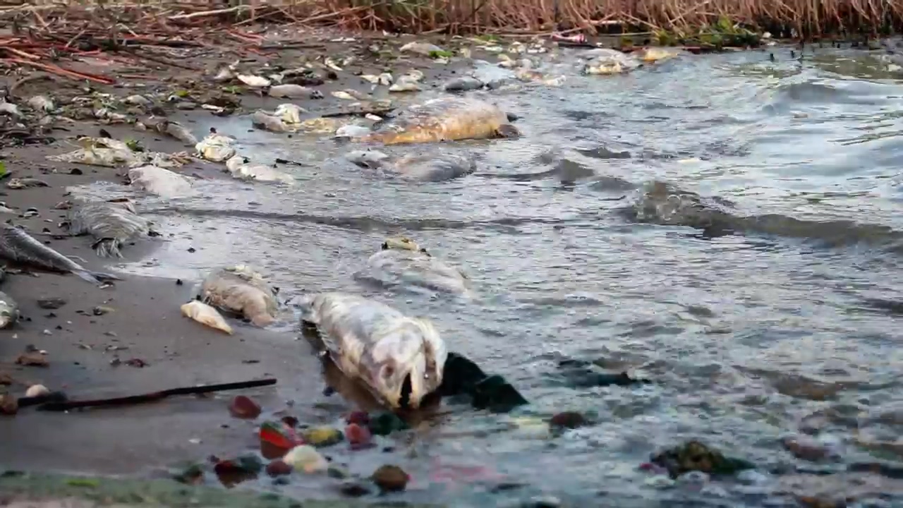 Dead fish in a polluted shore, lake, fish, dead, shore, pollution, hot, and climate change