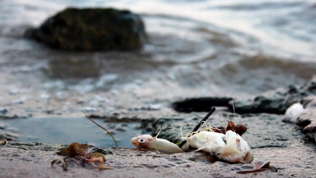 Dead fish on polluted shore, fish, dead, pollution, and climate change