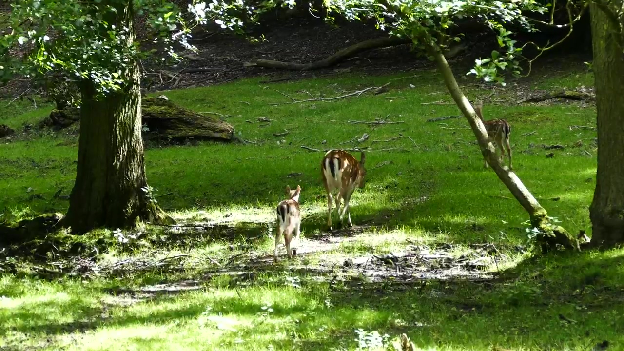Deer family in nature, forest, animal, wildlife, and deer