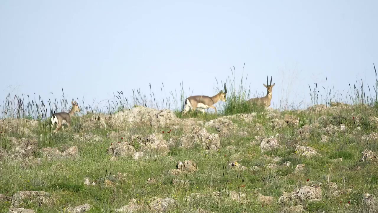 Deer family walking in the mountain #animal #wildlife #deer