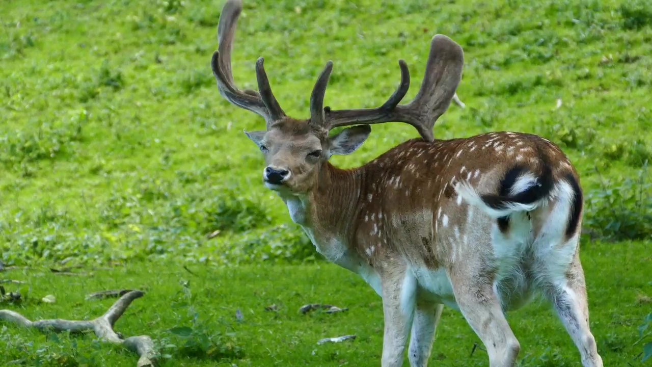 Deer scratch his back with his antler #animal #wildlife #grass #valley #deer
