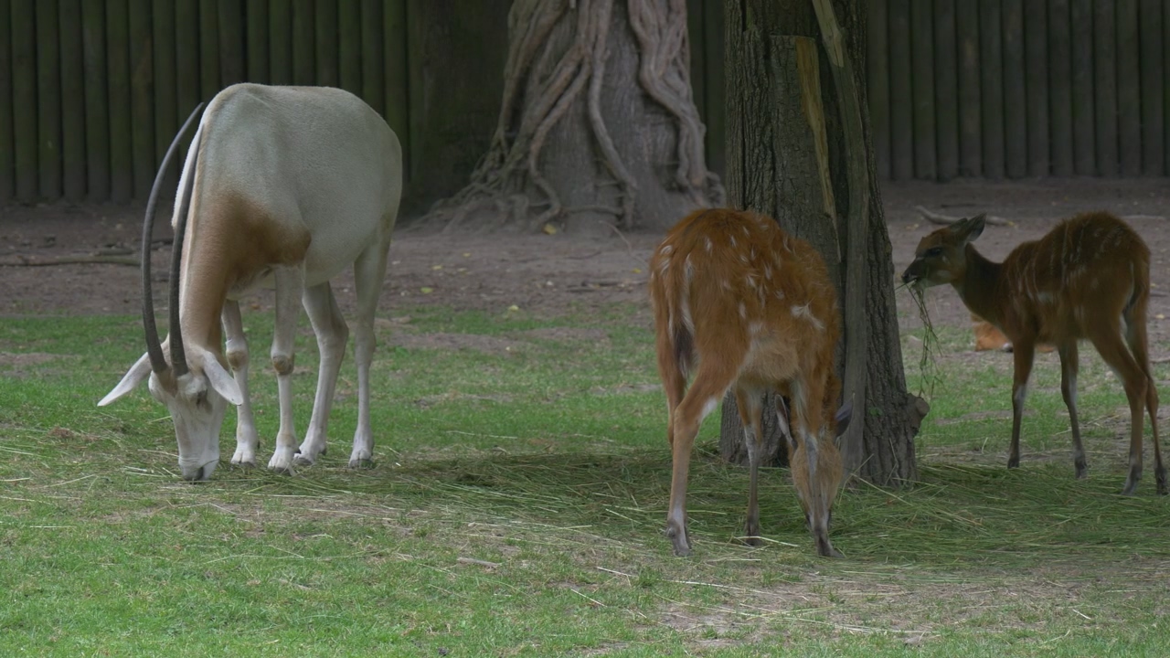 Deers and a goat grazing in the zoo, animal, wildlife, zoo, goat, and deer