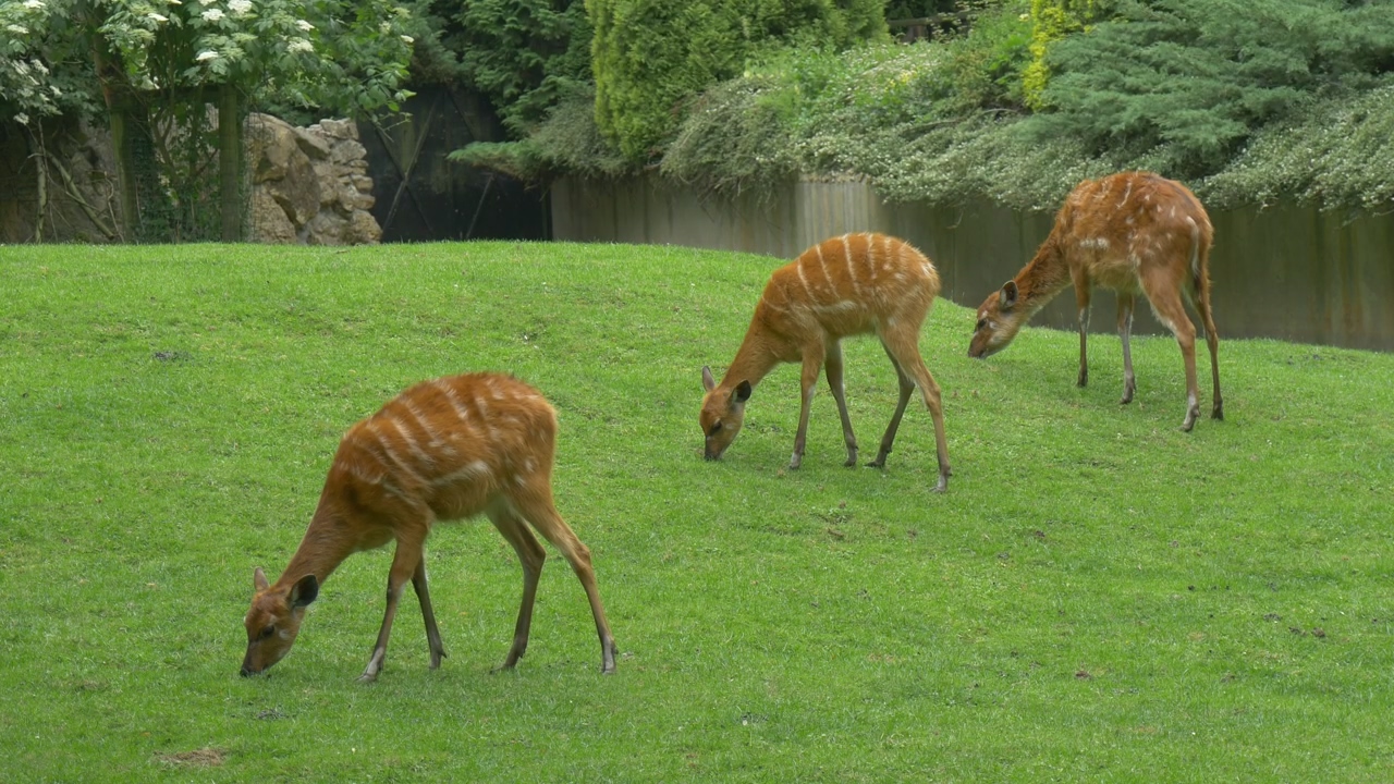 Deers grazing in the grass, animal, outdoor, wildlife, grass, zoo, and deer