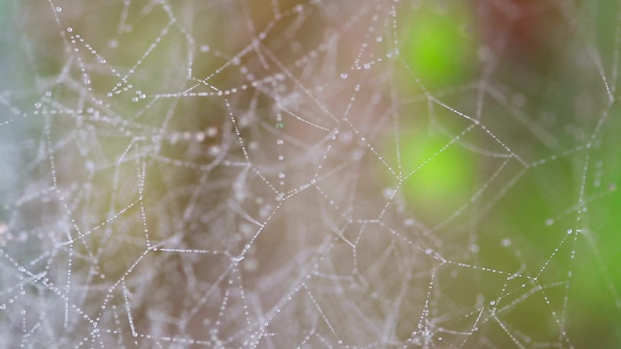 Dew on a spider web, water drop, web, and spider