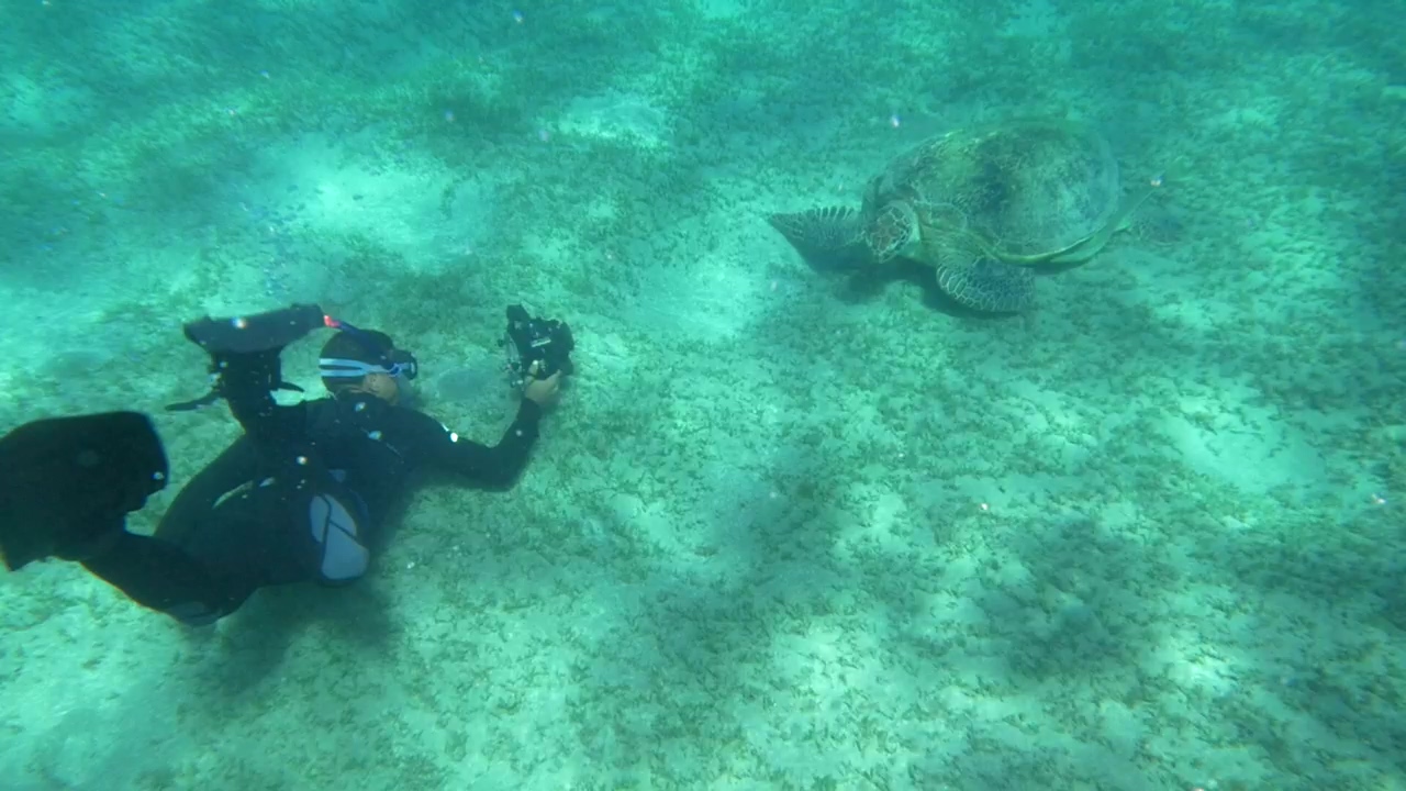 Diver swimming by a large turtle, ocean, turtle, and diver