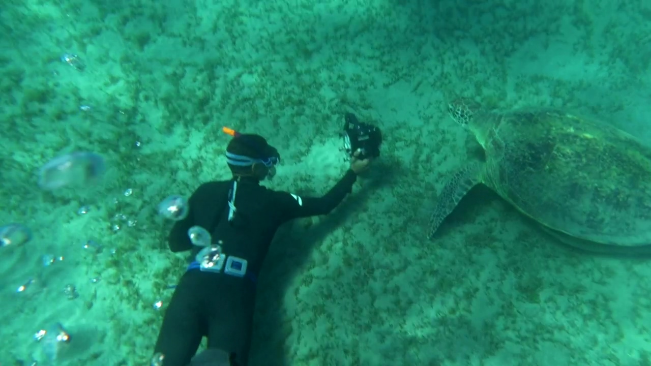 Diver taking a photo of a sea turtle, ocean, turtle, and diver