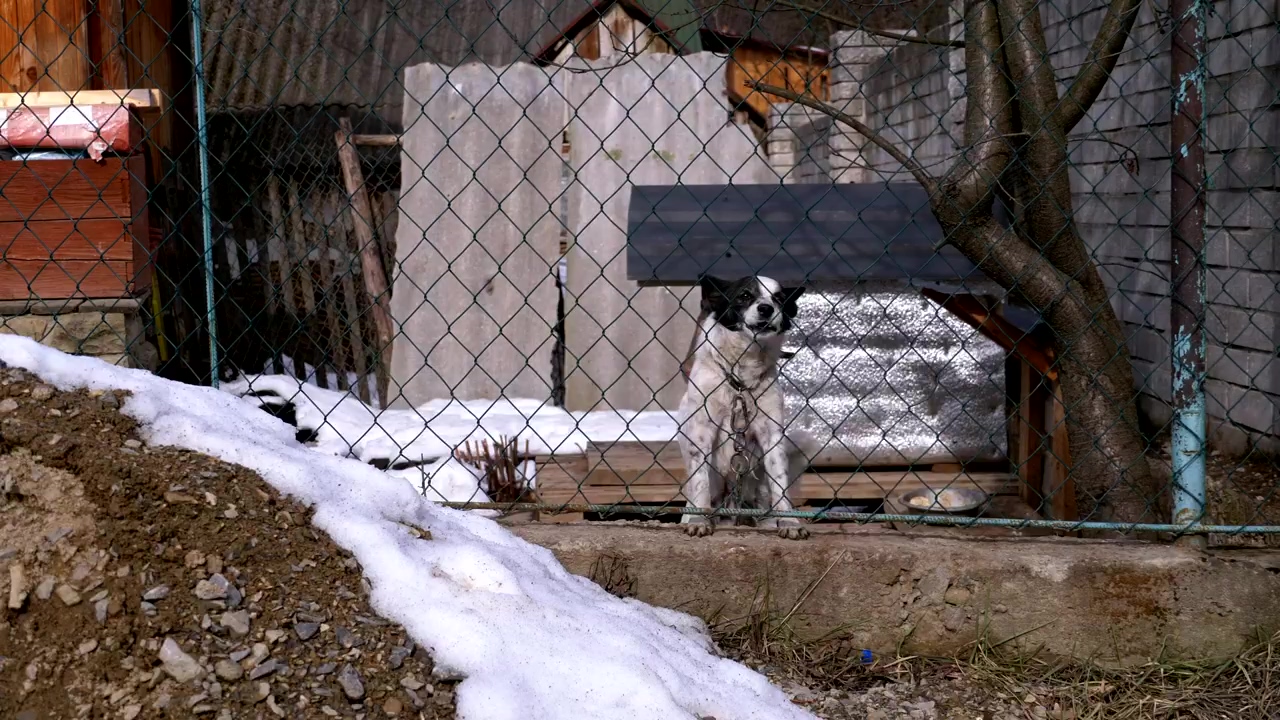 Dog barking behind a fence #animal #wildlife #dog #pet #security #dog barking