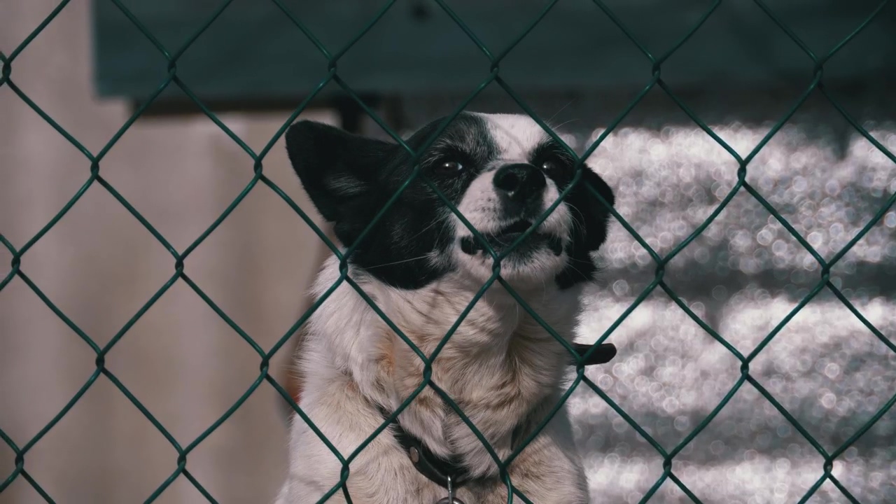 Dog barking behind a wire fence, animal, wildlife, dog, angry, and dog barking