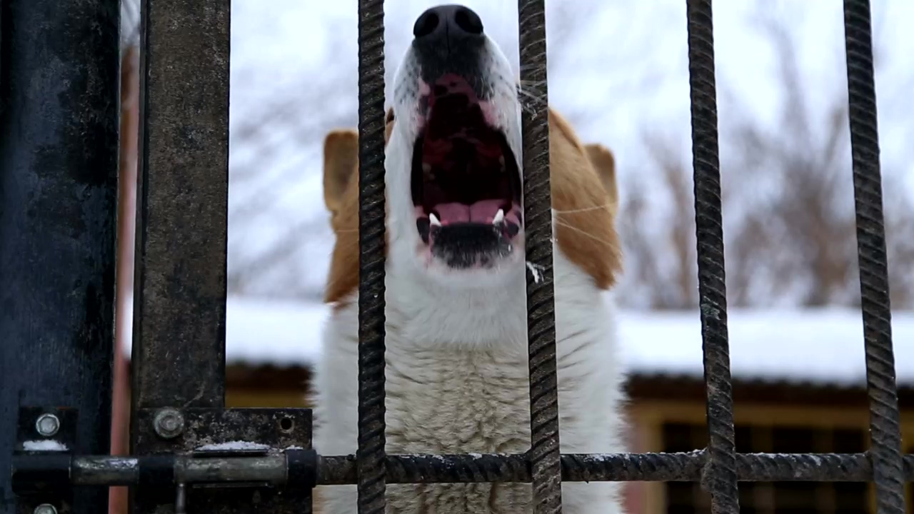 Dog behind bar gate howling, dog, waiting, dog barking, and dog howling