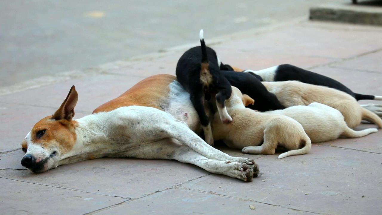 Dog cubs eating from their mother, animal, mother, and dog