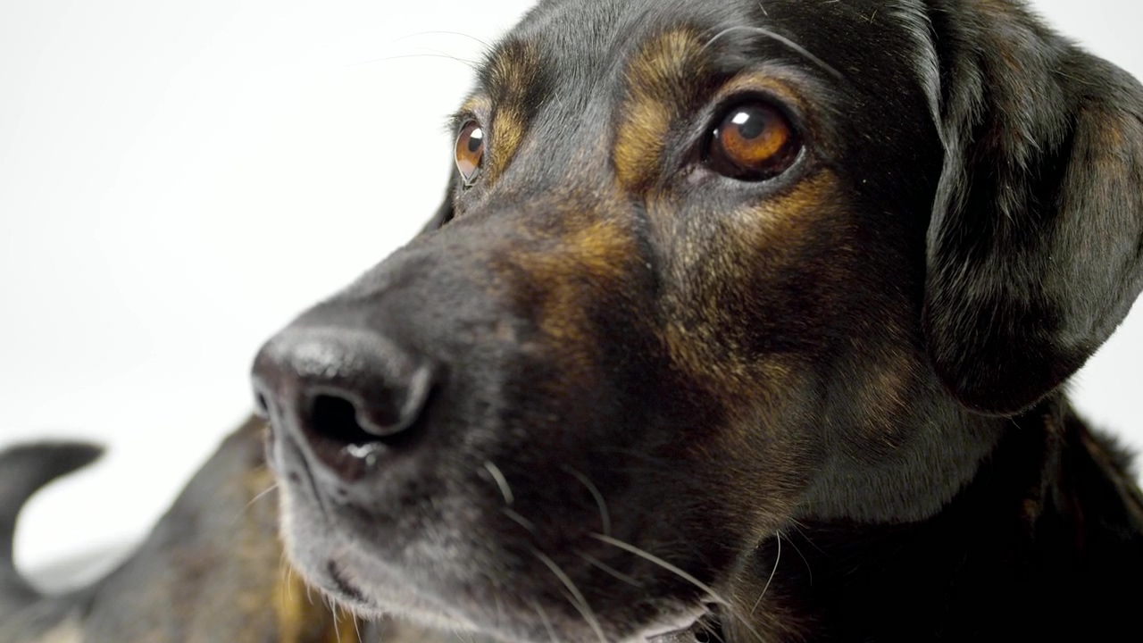 Dog face close up, animal, dog, and white background