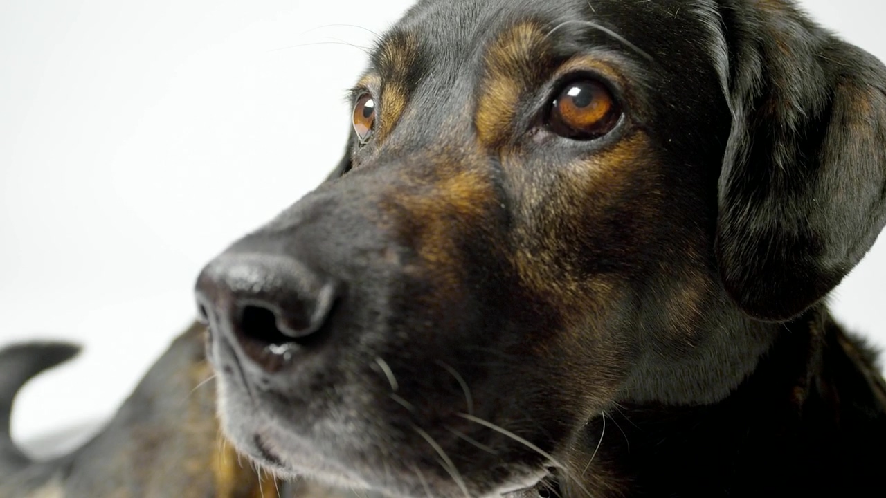 Dog face close up at photo studio, animal, dog, and white background