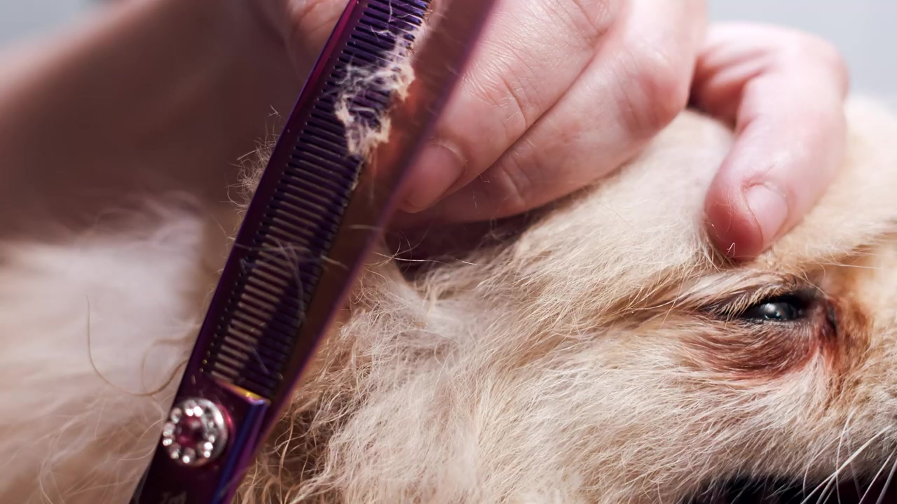 Dog groomer gently trimming the fur of a dog, dog, pet, pet owner, groom, pet brush, and dog grooming
