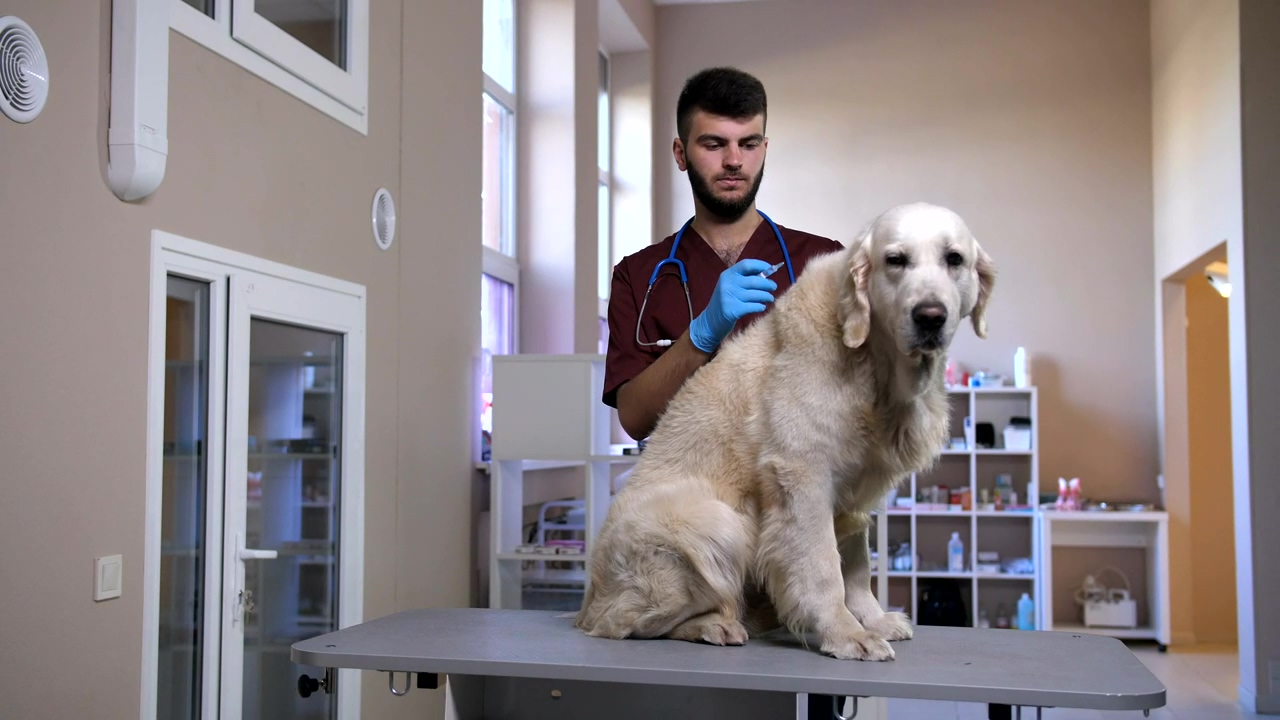 Dog having an injection, care, pet, and injection