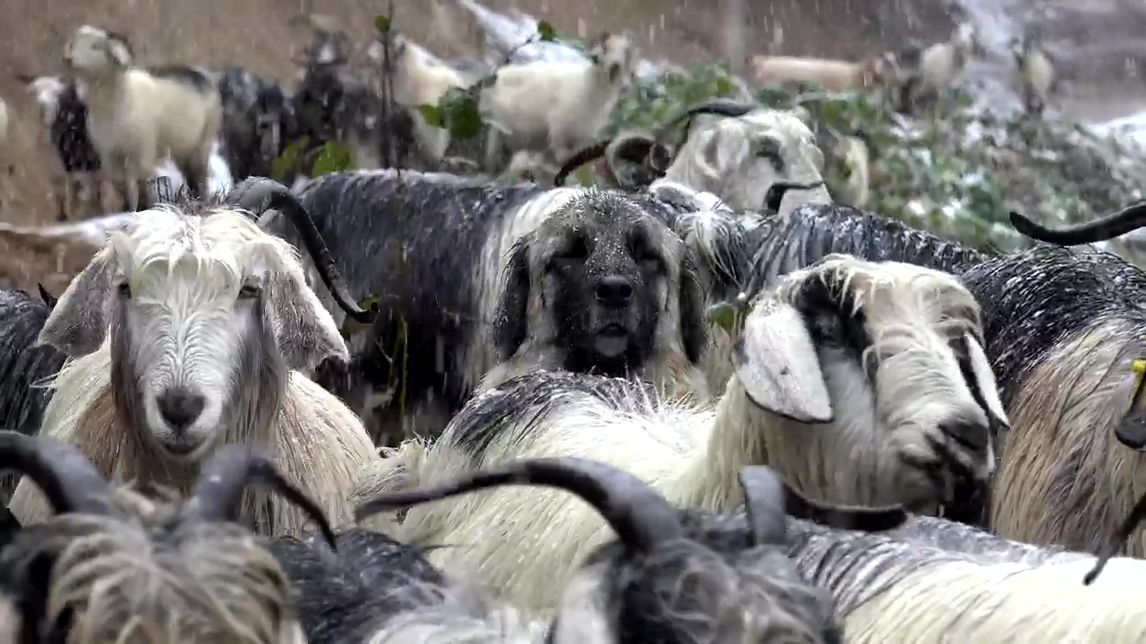 Dog in the middle of a goat herd, animal, snow, dog, snowing, and goat