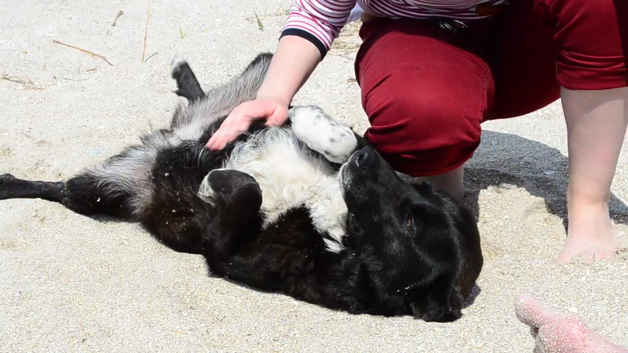 Dog laying down for a belly scratch, dog, care, and cute