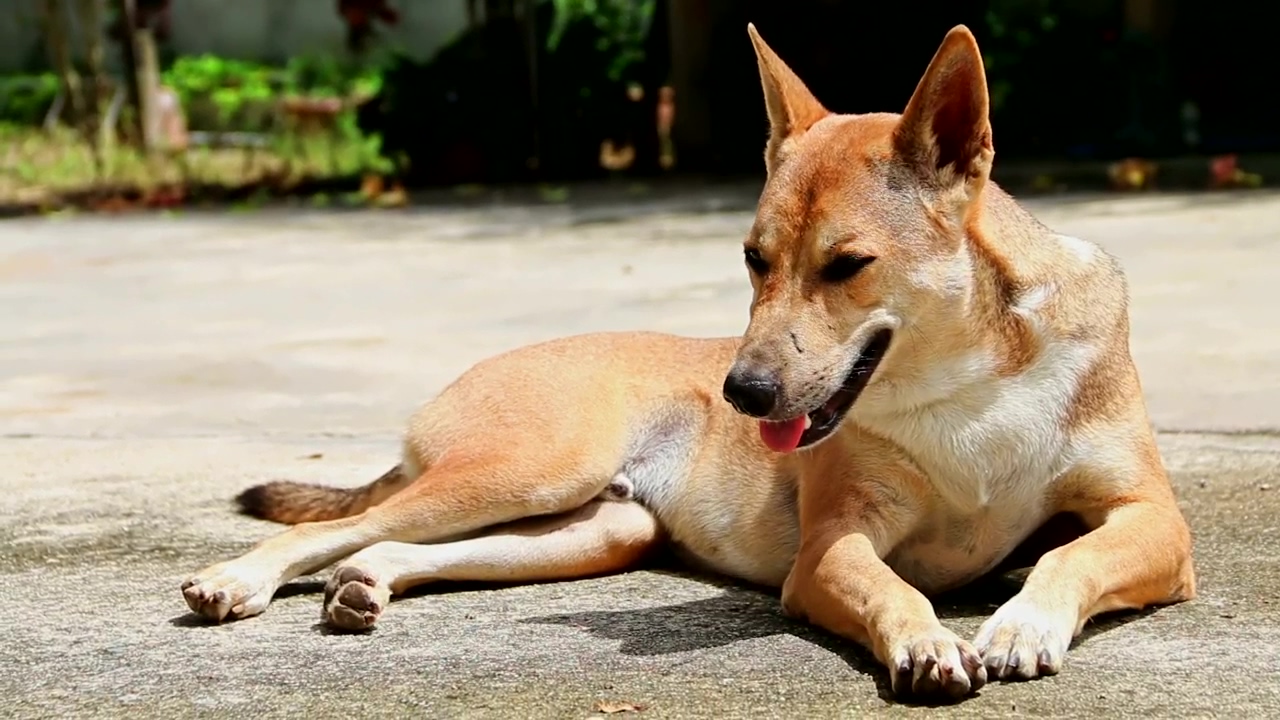 Dog lying on the floor breathing in the sun, animal, street, and dog