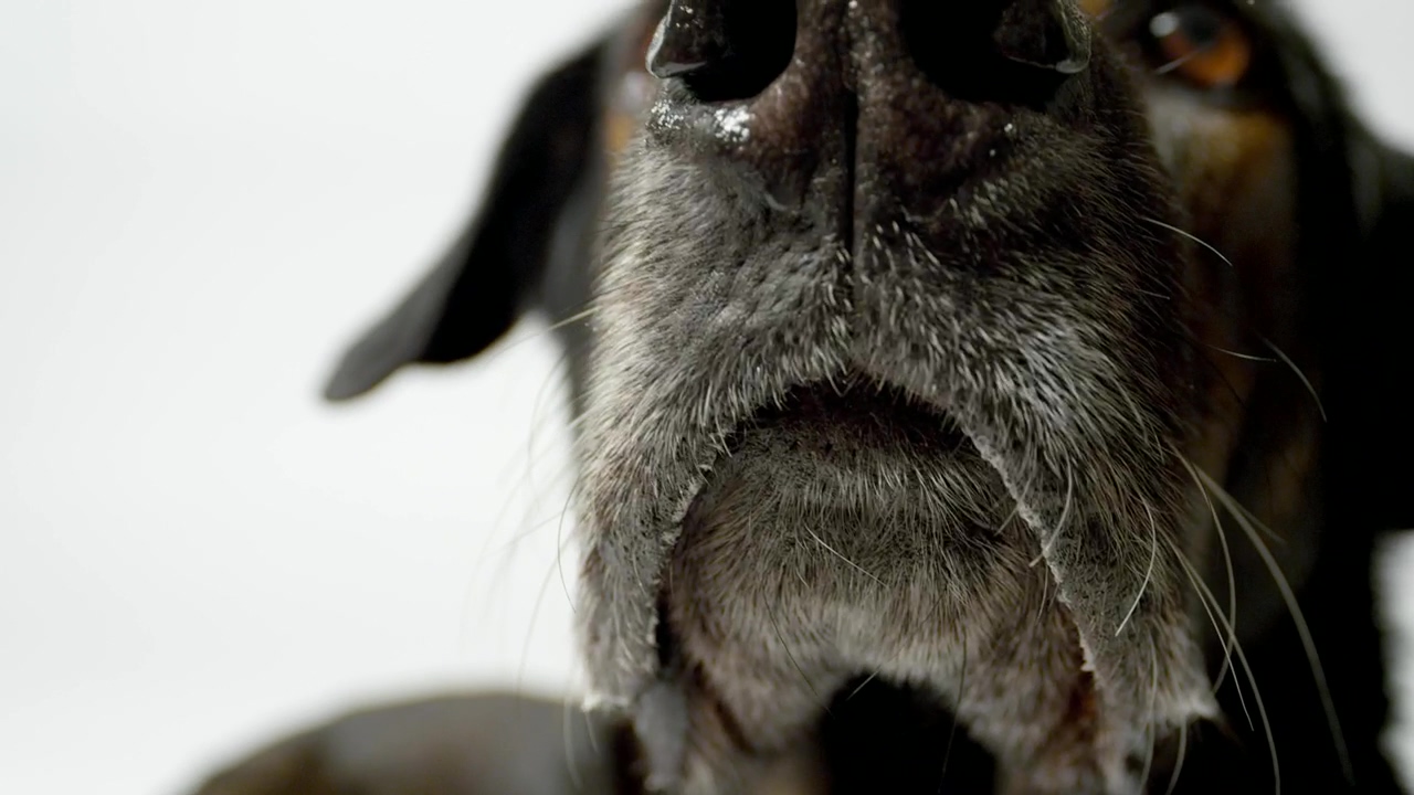 Dog nose close up, animal, dog, and white background