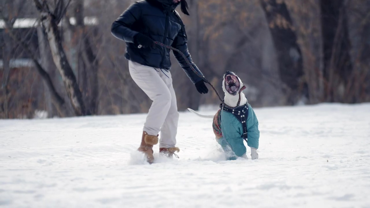 Dog owner playing with a pitbull at the park in the snow, snow, dog, pet, playing, pet owner, dog owner, dogs, play, and pitbull