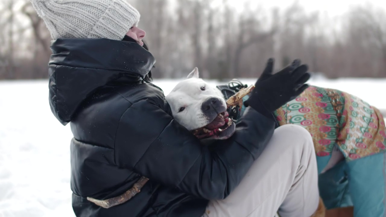 Dog playing with a stick with his owner in the snow, snow, dog, pet, pet owner, dog owner, and pitbull