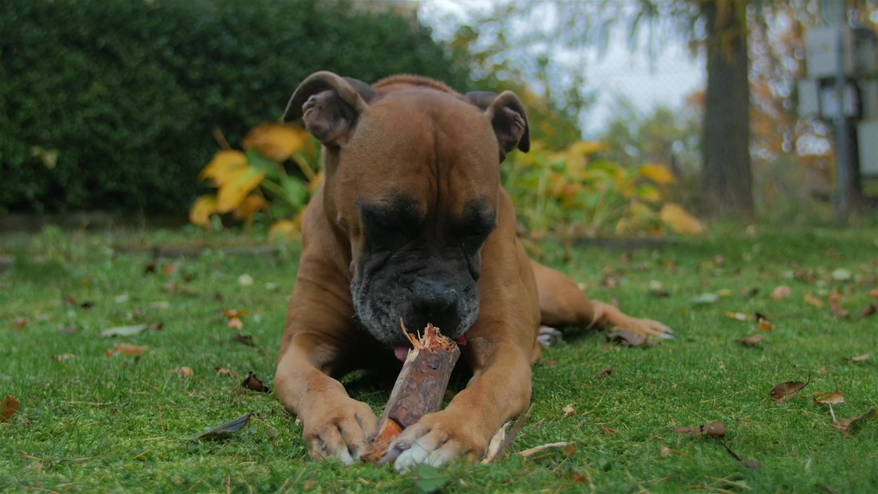 Dog playing with wooden stick #animal #home life #dog #garden