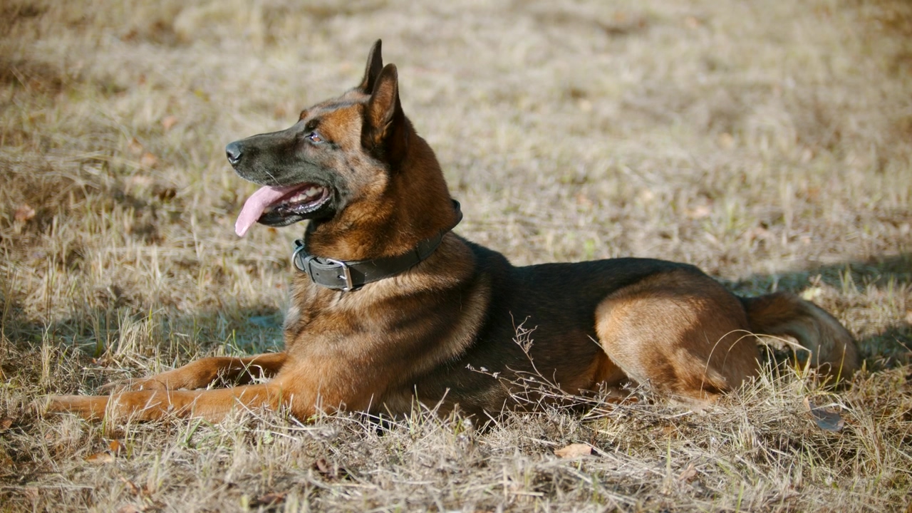 Dog resting on dry grass in the sun, training, dog, and rest