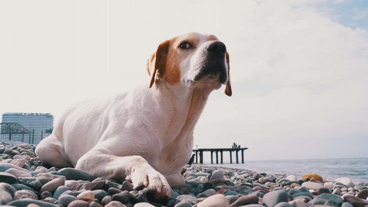 Dog resting on the rocks in the beach, animal, beach, dog, and rest