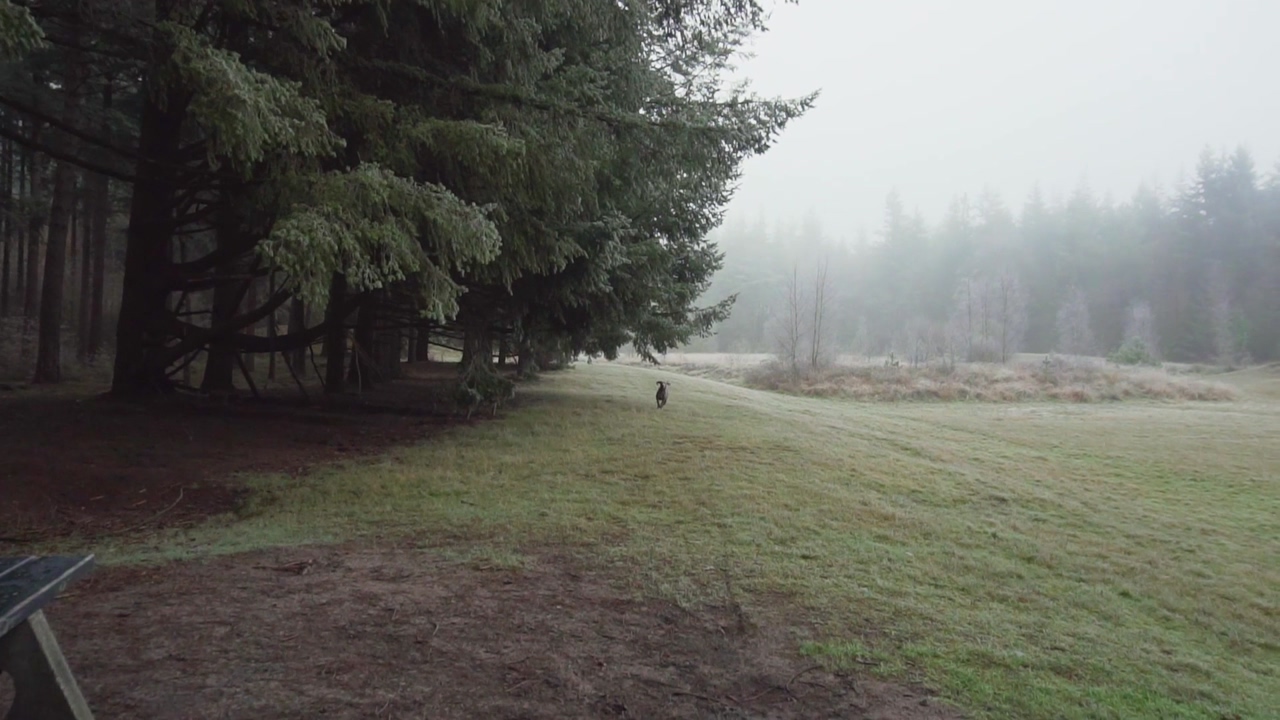 Dog running towards the camera in a green meadow, with fog and pine trees in the background