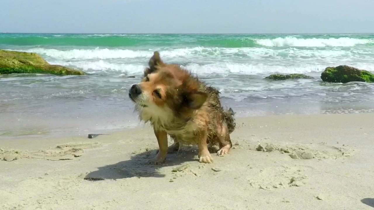 Dog shaking off on a sunny beach, beach, dog, and wet
