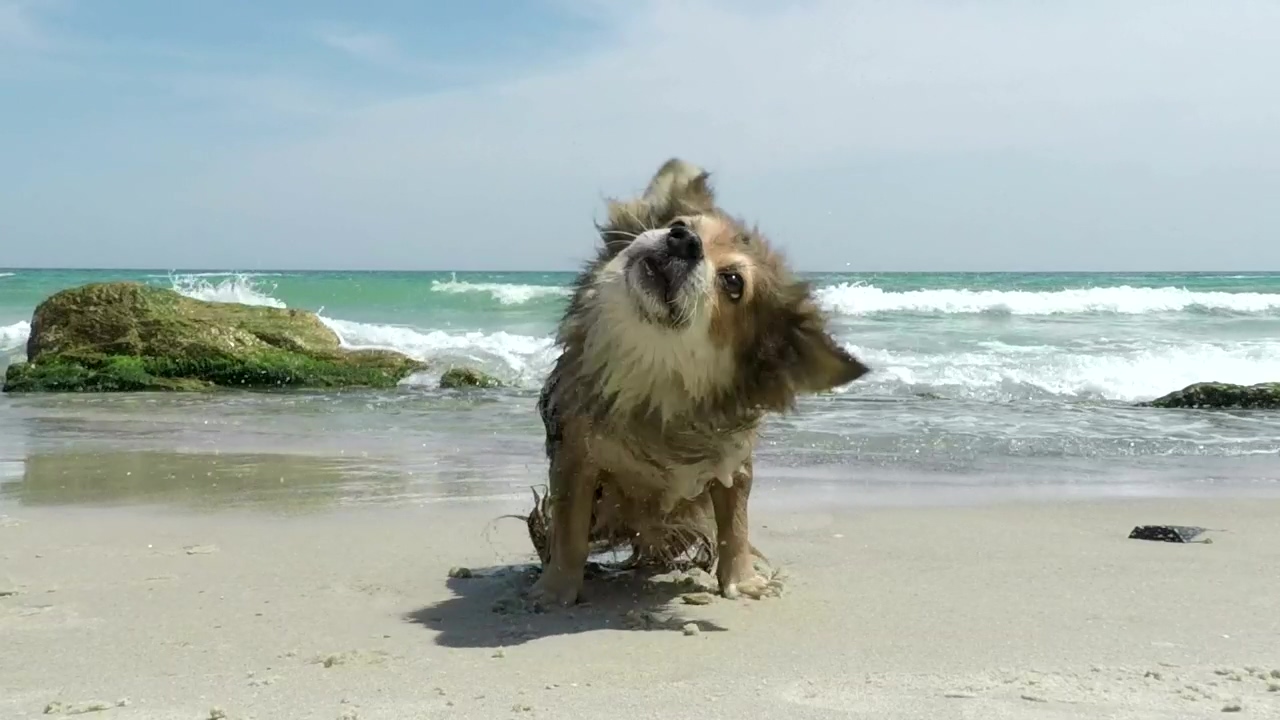 Dog shaking off the water on the beach, animal, beach, dog, pet, and wet