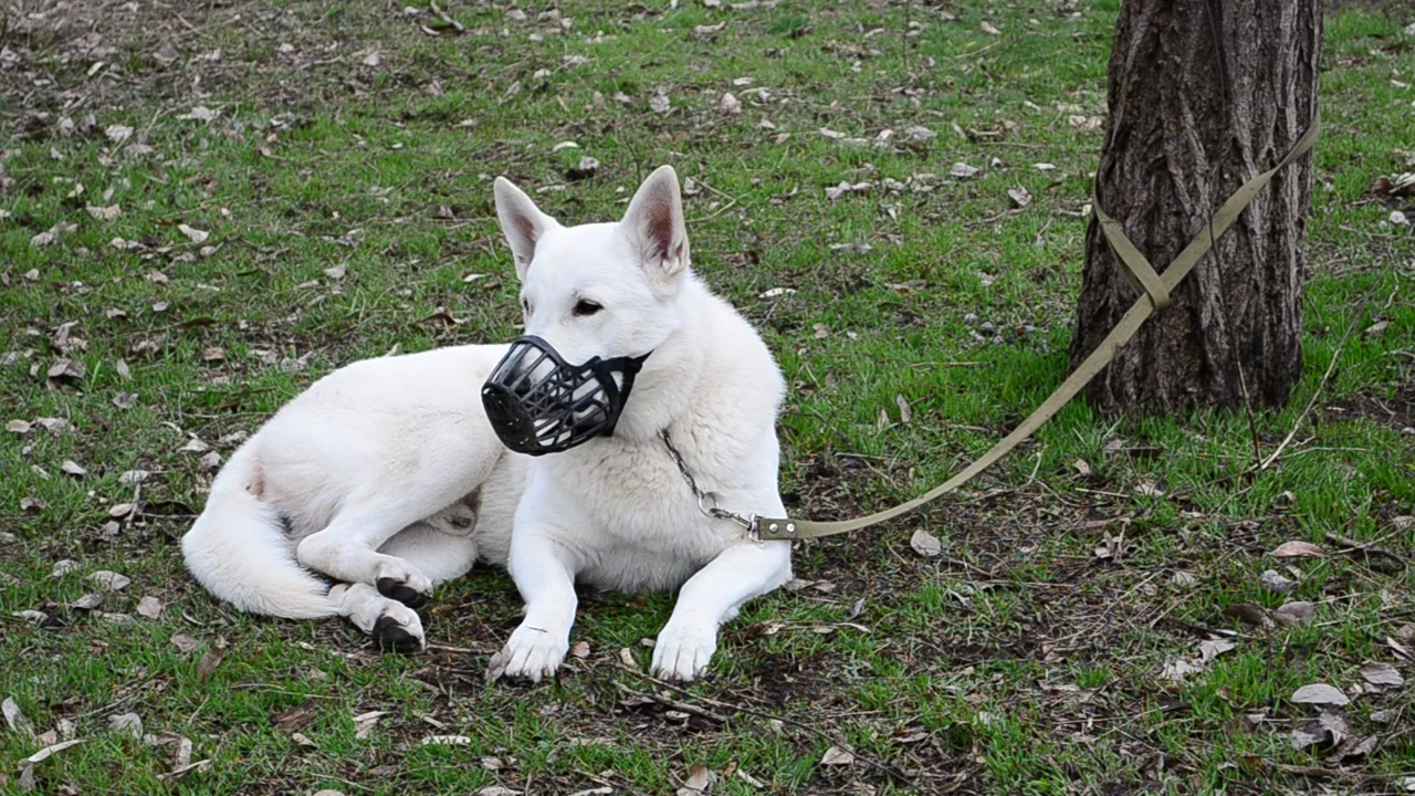 Dog tied on a leash to a tree, animal, park, dog, care, and friendship