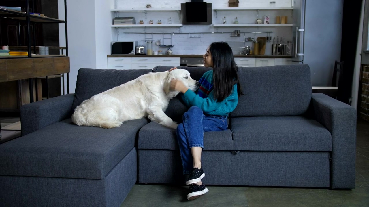 Dog with his owner on the sofa, dog, pet, and india
