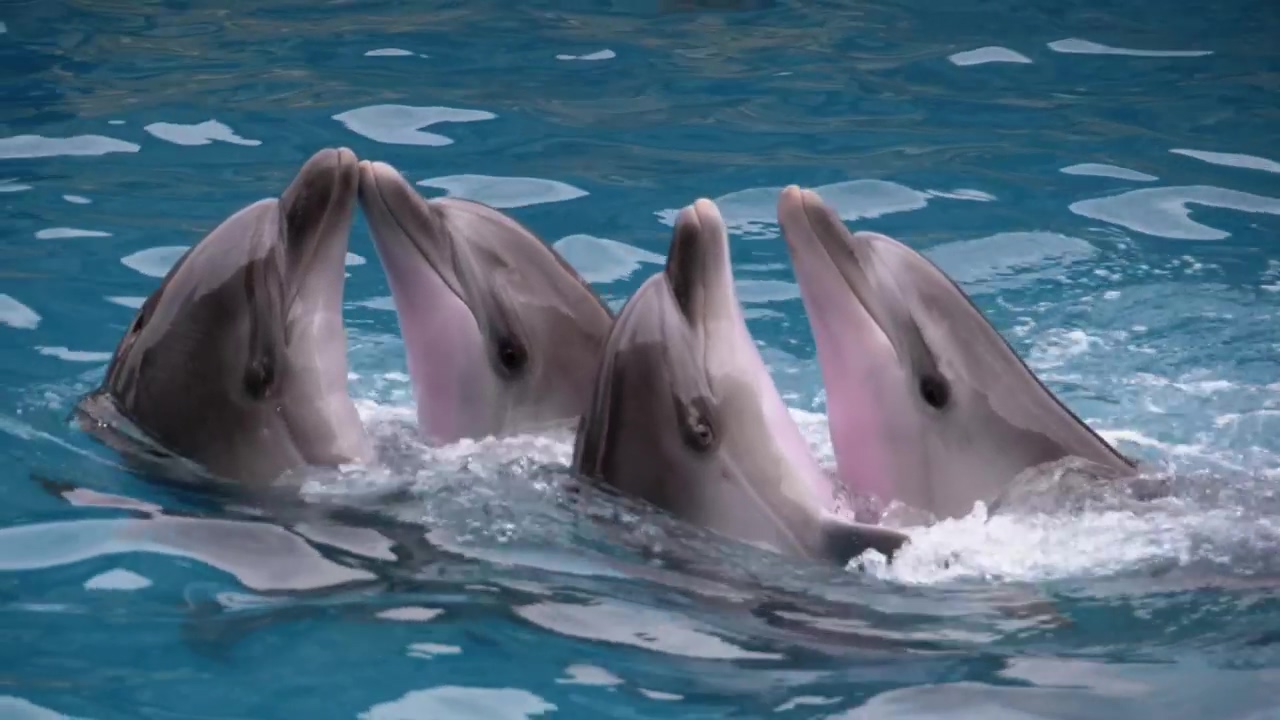 Dolphins dancing at a show, animal, show, aquarium, and dolphin
