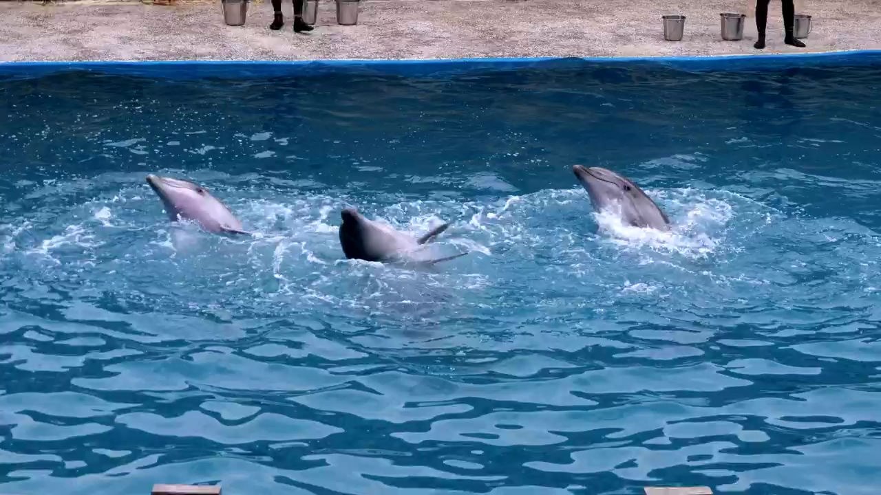 Dolphins performing tricks in the pool, animal, performance, pool, fish, water splash, dolphin, and tricks