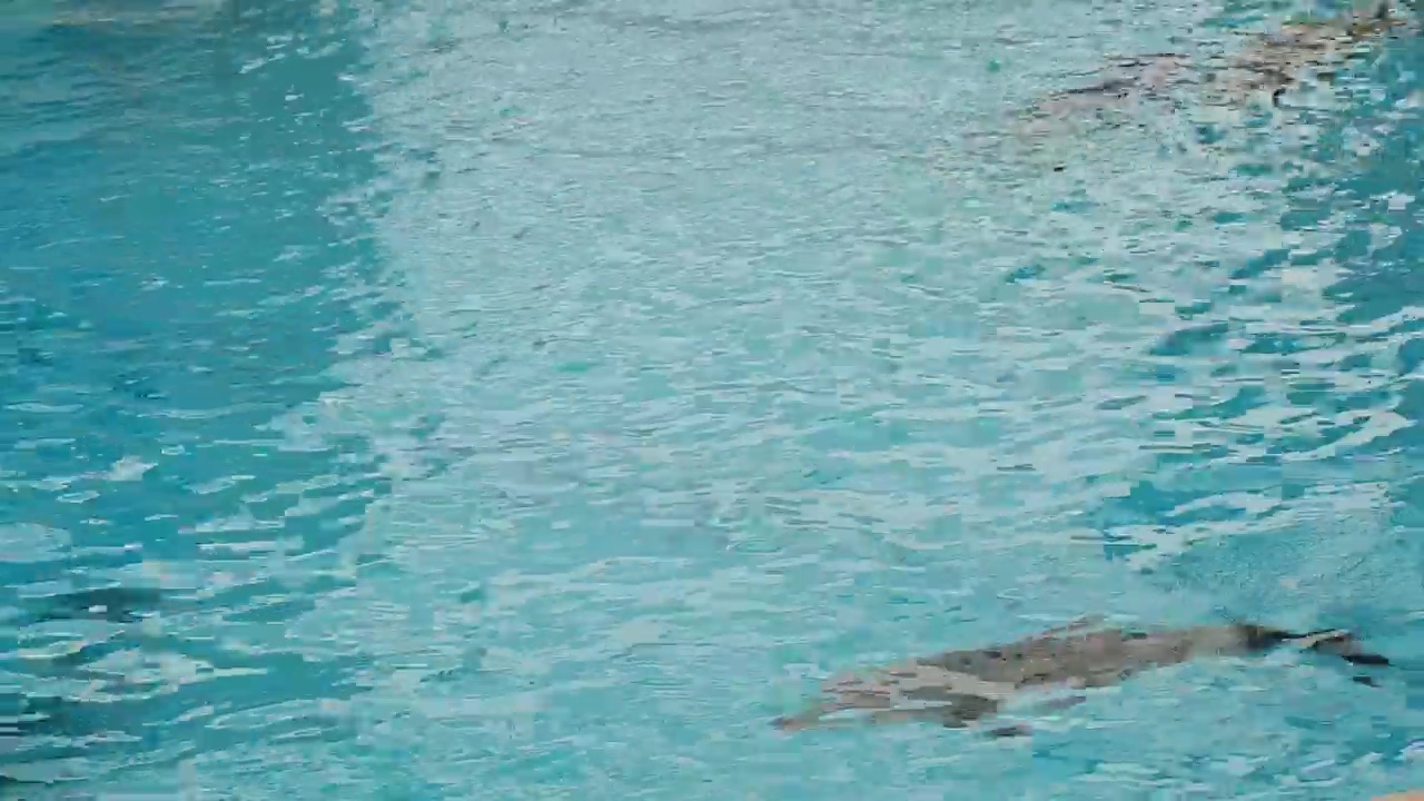 Dolphins swimming in the aquarium #animal #pool #zoo #aquarium #dolphin