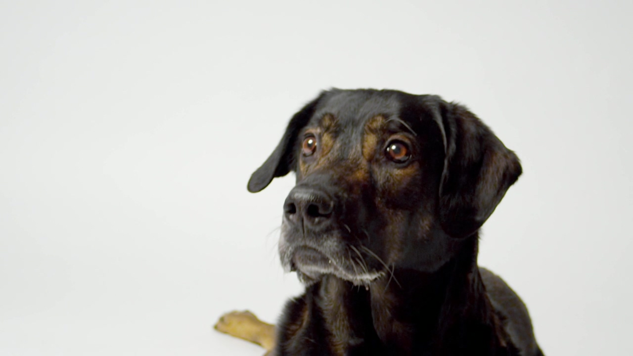 Doog catching food, animal, dog, white background, and photo studio