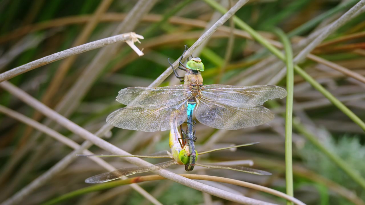 Dragonflies mating, close up, nature, grass, insects, wings, and dragonfly