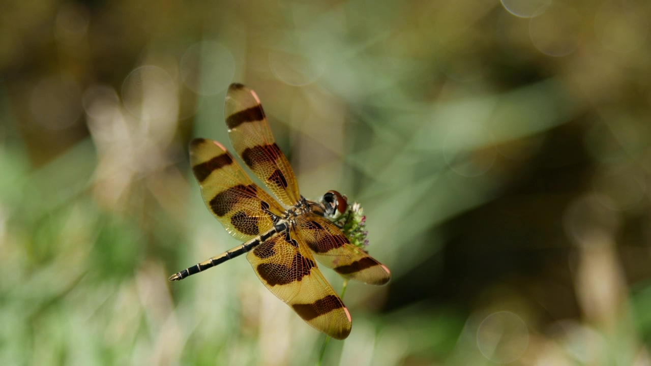 Dragonfly on the tip of a flower, wildlife, flower, grass, wind, and dragonfly
