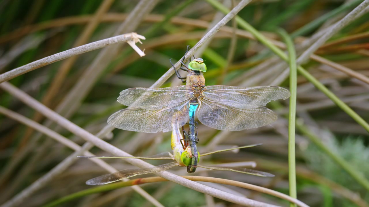 Dragonfly resting on a branch, nature, animal, insect, natural, and dragonfly