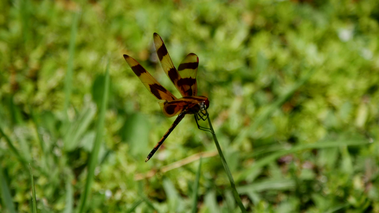 Dragonfly sitting on a blade of grass, nature, wildlife, grass, insect, and dragonfly