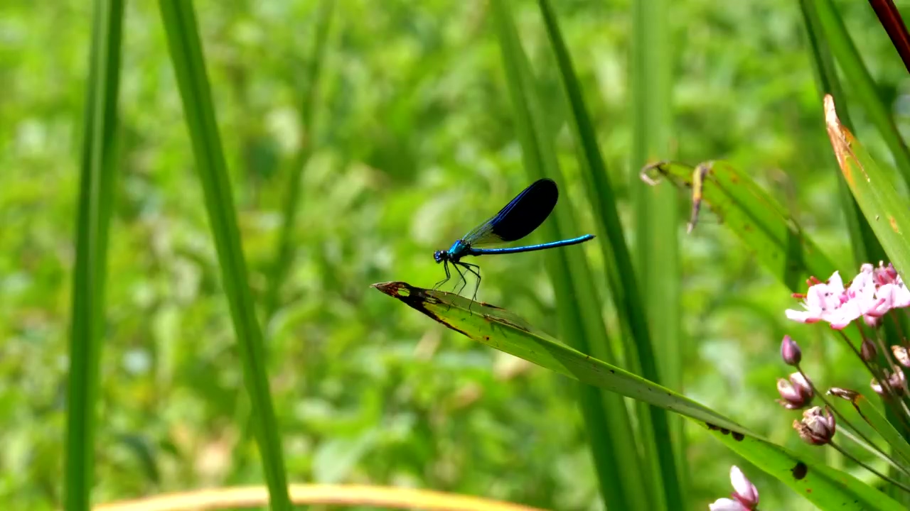 Dragonfly sitting on a branch, animal, wildlife, green, plant, and insect