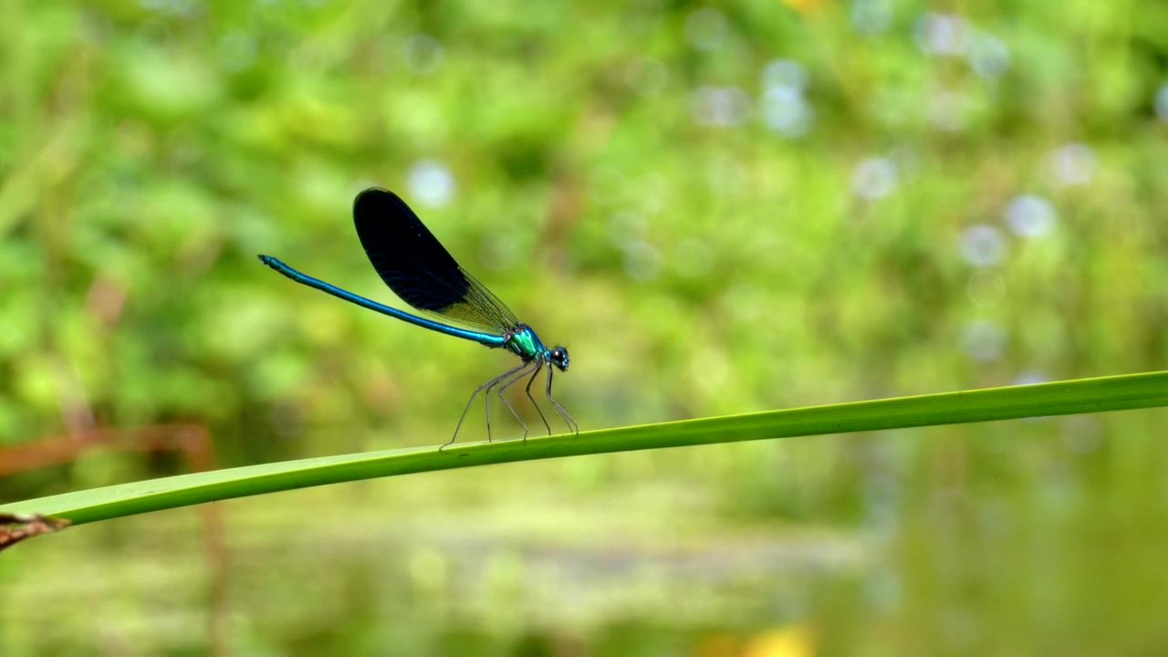 Dragonfly standing on a green branch, animal, outdoor, wildlife, green, insect, and branch