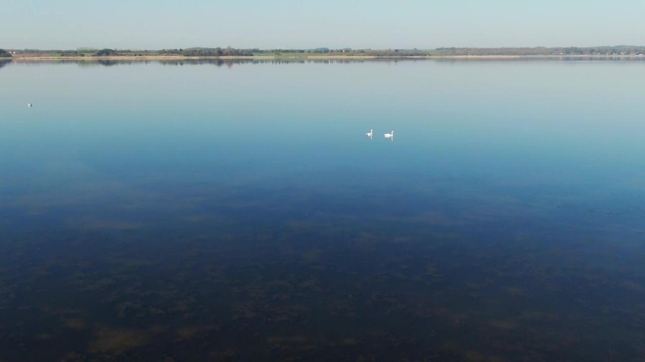 Drone flying over lake birds, lake, drone, and swan