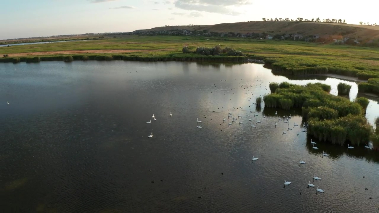 Drone shot of lake wildlife, animal, wildlife, drone, and flood