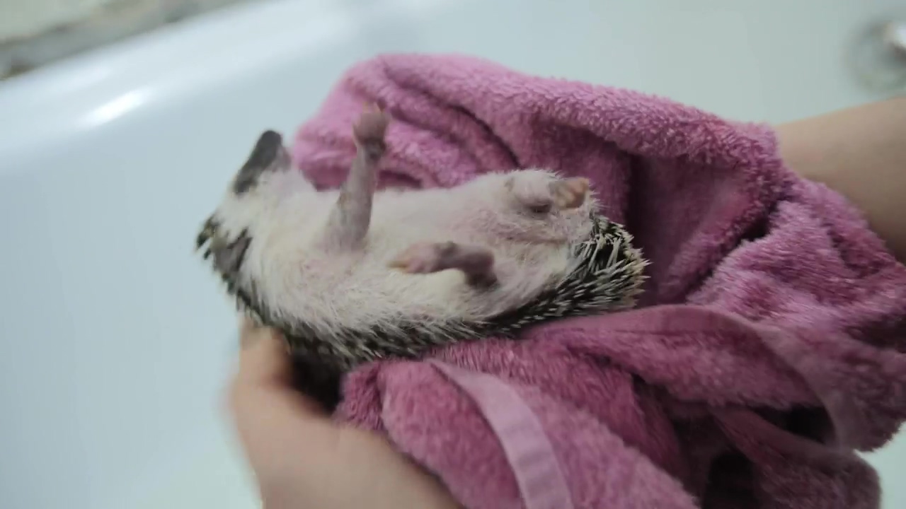 Drying a pet hedgehog after a bath, animal, pet, and bath